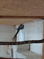 1,0 Halsband, Dieren en Toebehoren, Vogels | Parkieten en Papegaaien, Mannelijk, Parkiet