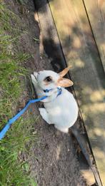 Konijn mannetje, Mannelijk, Dwerg