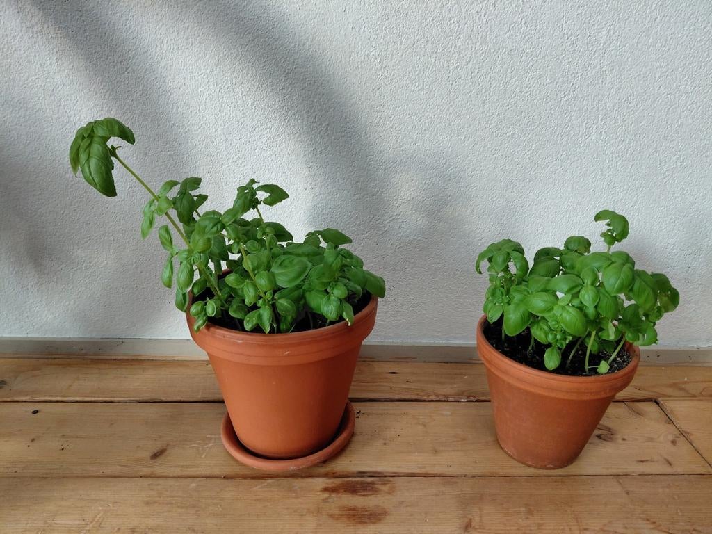 Basilicumplanten, basilicum plant, 4.95 per stuk, Ophalen, Overige soorten, Volle zon