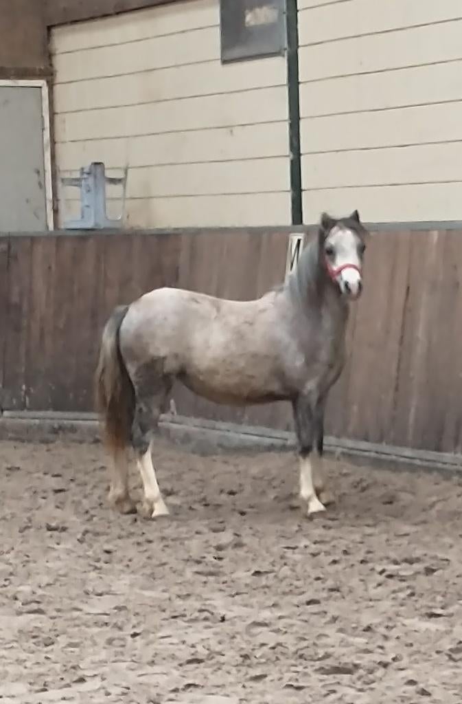 Pony's, Met stamboom, Niet van toepassing, 0 tot 2 jaar, B pony (1.17m tot 1.27m)