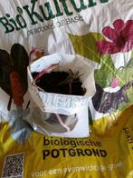 Guldenroede, bio, vaste plant, bijenplant, geneeskruid, Volle zon, Vaste plant, Zomer, Ophalen