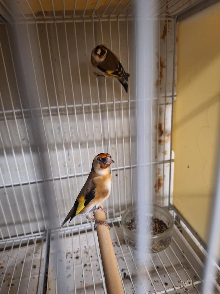 Te koop, Dieren en Toebehoren, Vogels | Kanaries, Meerdere dieren