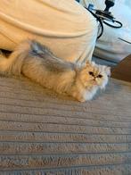 Britse langhaar poes beschikbaar voor dekking., Poes, Ontwormd