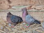 Te koop koppel vinkduiven, Dieren en Toebehoren, Meerdere dieren, Overige soorten