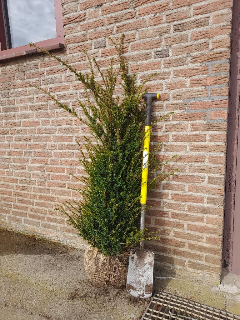 Taxus baccata, Ophalen, Taxus, Haag, 100 tot 250 cm