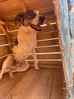 Deze jongeman met 3 poten zoekt een 4-ever thuis, Dieren en Toebehoren, Honden | Niet-rashonden, Particulier, Rabiës (hondsdolheid)