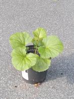 Nagelkruid (Geum) zaailingen 22 stuks, Tuin en Terras, Ophalen, Volle zon, Overige soorten, Minder dan 100 cm