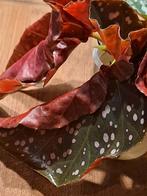 Begonia Cracklin Rosie Stekje, Overige soorten, In pot, Minder dan 100 cm, Groene kamerplant