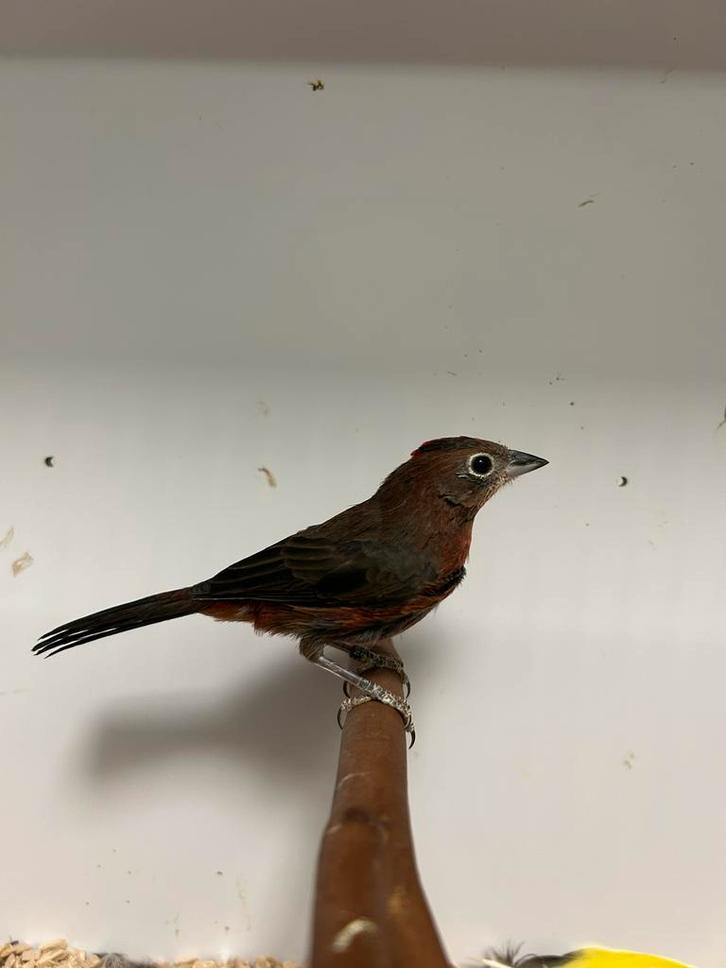 1-0 rode kroonvink, Dieren en Toebehoren, Vogels | Overige Vogels, Tropenvogel, Mannelijk, Geringd