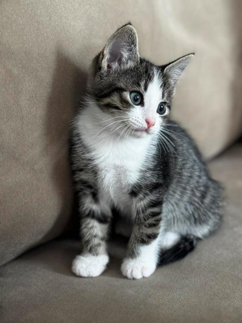 Siamese kittens, Dieren en Toebehoren, Katten en Kittens | Raskatten | Korthaar, Geslacht onbekend, 0 tot 2 jaar, Ontwormd, Ingeënt