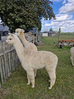 Alpaca merrie, Dieren en Toebehoren, Overige Dieren, Februari, Vrouwelijk