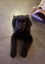 Te koop lieve Friese stabij x Leonberger pup, Parvo, 8 tot 15 weken, Teef, Eén hond