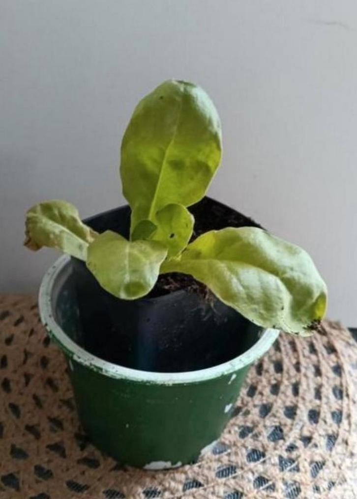 Goudsbloem 🌿Ruil mij!!🌿, Tuin en Terras, Planten | Tuinplanten, Volle zon, Zomer, Ophalen