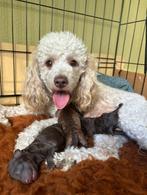Prachtige Dwergpoedel X Toypoedel pups, Dieren en Toebehoren, Poedel, CDV (hondenziekte), 8 tot 15 weken, Meerdere