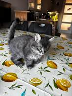 Te koop kittens kruising Britse korthaar X Noorse Boskat, Dieren en Toebehoren, Katten en Kittens | Raskatten | Korthaar, Meerdere dieren
