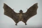 Opgezette grotten vleermuis - Cynopterus brachyotiTaxidermie