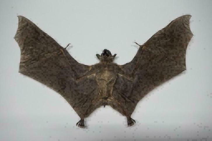 Opgezette grotten vleermuis - Cynopterus brachyotiTaxidermie, Verzamelen, Dierenverzamelingen, Nieuw, Opgezet dier, Wild dier