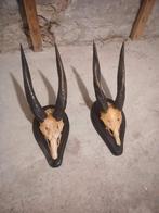 Set fraaie geweien / hoorns, Ophalen of Verzenden, Zo goed als nieuw, Beeldje of Figuurtje