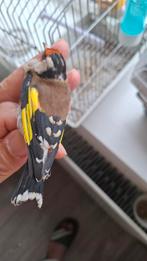 Parva putter, Dieren en Toebehoren, Vogels | Overige Vogels, Mannelijk, Wildzangvogel