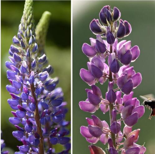 Lupine zaden, Tuin en Terras, Bloembollen en Zaden, Zaad, Verzenden