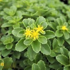 Sedum, vetplanten. Bodembedekker planten beschikbaar voor biedingen
