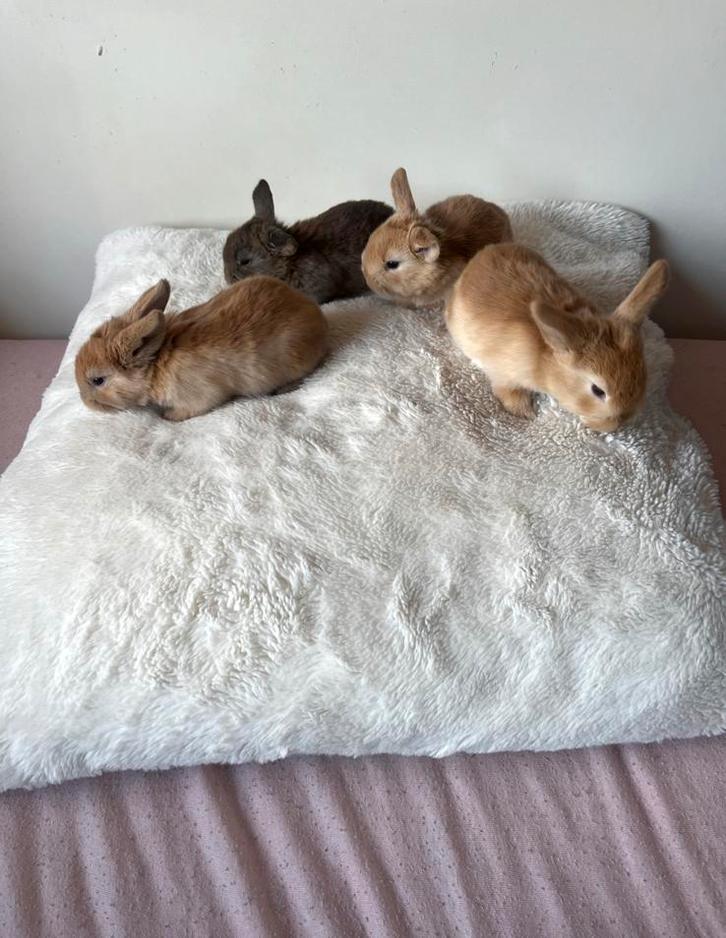 Tamme baby konijntjes!, Dieren en Toebehoren, Konijnen, Dwerg, Meerdere dieren