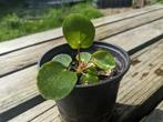 Pilea Peperomioides pannenkoeken plant, Huis en Inrichting, Kamerplanten, Overige soorten, Minder dan 100 cm, Halfschaduw, In pot