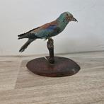 Opgezette scharrelaar opgezet taxidermie taxidermy, Ophalen of Verzenden, Vogel, Opgezet dier
