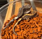 100% het Axanthic baby te koop wimpergekko crested gecko, Dieren en Toebehoren, Hagedis, 0 tot 2 jaar