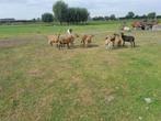 Kameroen schapen en rammen, Dieren en Toebehoren, Meerdere dieren, Schaap, 0 tot 2 jaar