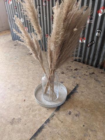 Pampas grassen
