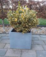 Euonymus -Kardinaalsmuts plant, Tuin en Terras, Ophalen, Overige soorten, Volle zon