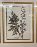 Botanische prenten in gouden lijst, Ophalen