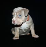 Bully XL reutje – Lilac Tri met stamboom-applicat, 8 tot 15 weken, Meerdere, Nederland, Particulier