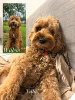 🤎Medium Labradoodle puppy’s🤎, Dieren en Toebehoren, Rabiës (hondsdolheid), Overige rassen, 8 tot 15 weken, Meerdere