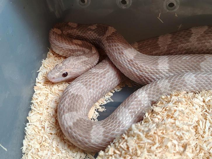 0.1 Volwassen korenslang Lavender Hypo het. Anery Sunkissed