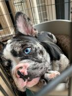 Prachtige Franse Bulldog Reu Zoekt Forever Home!, Dieren en Toebehoren, Particulier, Rabiës (hondsdolheid), Bulldog, 1 tot 2 jaar