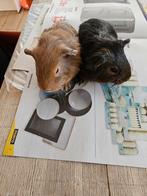2 mannetjes cavia's, Dieren en Toebehoren, Knaagdieren, December, Mannelijk, Cavia