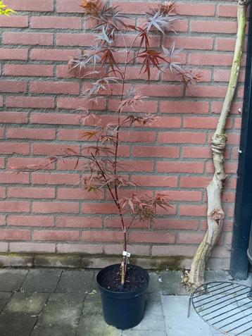 Acer palmatum ‘Wood’s Linearilobum Selection’   beschikbaar voor biedingen
