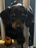 Teckel pups echte boefjes, Dieren en Toebehoren, Rabiës (hondsdolheid), 8 tot 15 weken, Korthaar, Dwerg