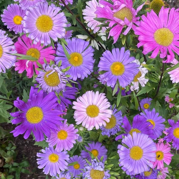 Zaden zomeraster mix - nu 2e zakje GRATIS!, Tuin en Terras, Bloembollen en Zaden, Zaad, Voorjaar, Volle zon, Ophalen of Verzenden