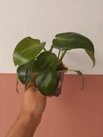 Philodendron Rugosum Aberrant • 2 Planten, Overige soorten, Minder dan 100 cm, Groene kamerplant, Halfschaduw