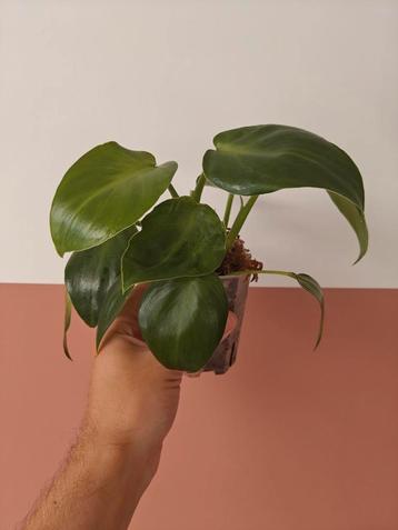 Philodendron Rugosum Aberrant • 2 Planten beschikbaar voor biedingen