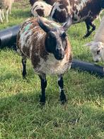 Te koop bonte ooitjes  zwoegervrij gecertificeerd, Dieren en Toebehoren, Schapen, Geiten en Varkens, Schaap