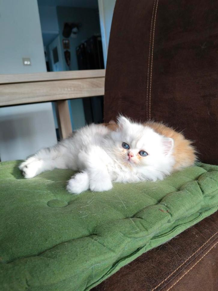 Britse lang haar poes en katter. Met Stamboom, Dieren en Toebehoren, Katten en Kittens | Raskatten | Langhaar, Poes, 0 tot 2 jaar