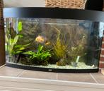 Aquarium Juwel Vision 180 inclusief vissen, Dieren en Toebehoren, Vissen | Aquaria en Toebehoren, Ophalen, Gebruikt, Gevuld zoetwateraquarium