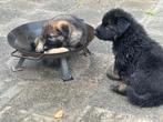 Duitse herder pups💙🩷, Reu, 8 tot 15 weken, CDV (hondenziekte), Meerdere
