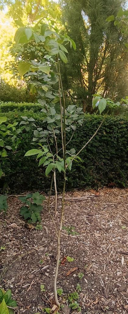Prachtige Walnootboom - 135cm, Tuin en Terras, Planten | Bomen, Overige soorten, 100 tot 250 cm, Volle zon, Lente, Ophalen of Verzenden