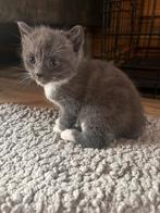Super lievw grijze kitten, Dieren en Toebehoren, Poes, Kortharig, 0 tot 2 jaar