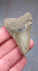 Megalodon haaientand 6 cm fossiel uit Indonesie, Verzamelen, Ophalen of Verzenden, Fossiel